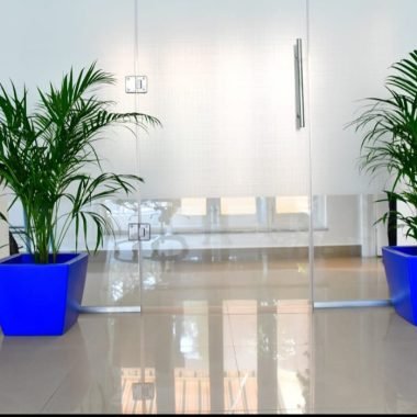 Office Plant Rental